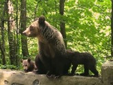 Bären an der Straße bei geführte Motorradtour nach Rumänien